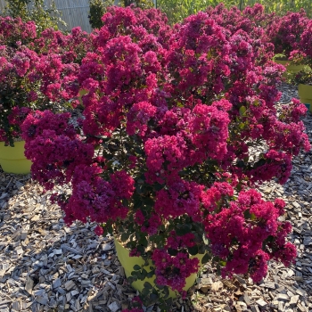 Lagerstroemia Red Red Wine
